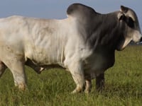 20º LEILÃO CABECEIRA DO ARAGUAIA - Central Leil�es