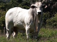 20º LEILÃO CABECEIRA DO ARAGUAIA - Central Leil�es