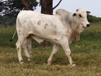 20º LEILÃO CABECEIRA DO ARAGUAIA - Central Leil�es