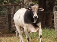 20º LEILÃO CABECEIRA DO ARAGUAIA - Central Leil�es