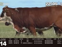 Lote 14