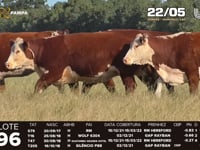 Lote 96