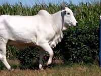 Lote 43