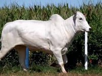 Lote 44