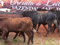 Lote 05