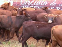 Lote 06