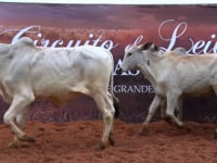 Lote 21