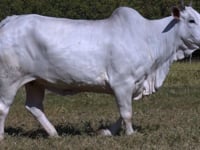 Lote 07