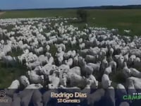 DIA DE CAMPO - RODRIGO DIAS