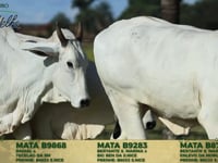 Lote 49