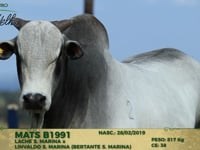 Lote 116