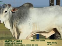 Lote 117