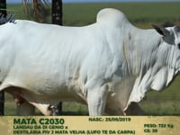 Lote 131
