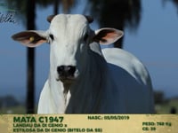 Lote 134