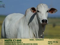 Lote 132