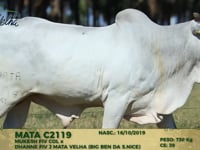 Lote 136