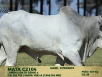 Lote 141