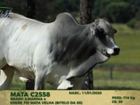 Lote 144