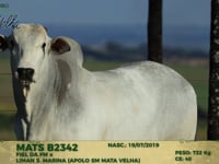 Lote 145