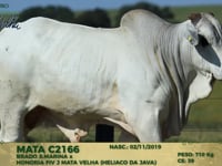 Lote 147