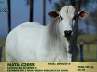 Lote 151