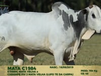 Lote 155
