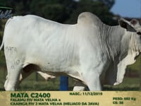 Lote 161