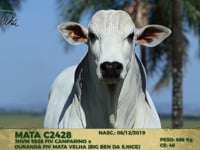 Lote 164