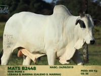 Lote 173