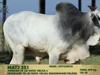 Lote 177