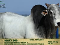 Lote 179