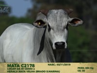 Lote 175