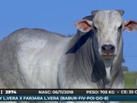 Lote 04
