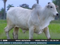Lote 106