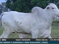 Lote 98