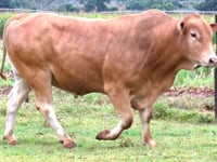 Lote 33