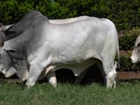 Lote 116