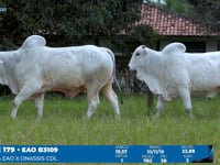 Lote 179