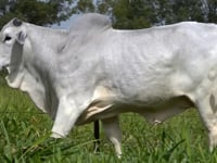 Lote 02