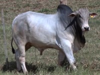 Lote 45