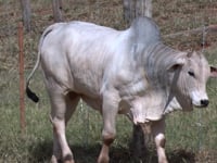 Lote 65