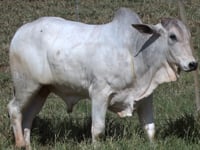 Lote 66