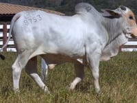 Lote 196