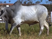 Lote 199