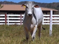 Lote 218