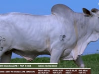 Lote 142