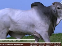Lote 116