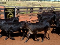 Lote 41