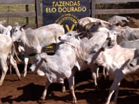 Lote 76