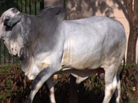 Lote 58